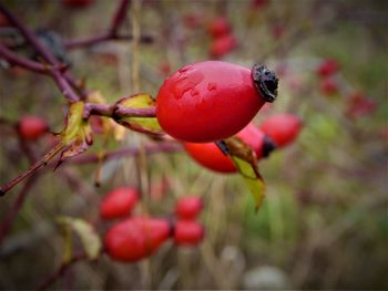 Close-up of strawberry growing on tree