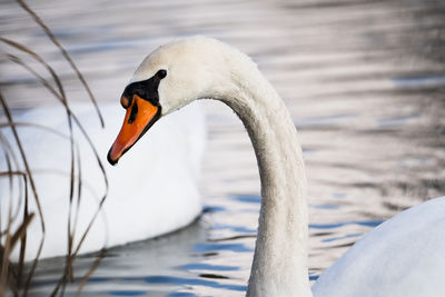 Close-up of swan in lake