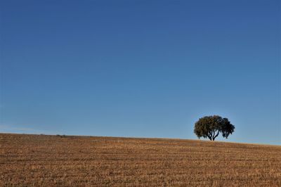 Scenic view of field against clear blue sky