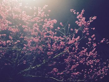 Low angle view of pink flowers on tree