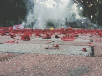 Close up of red leaves