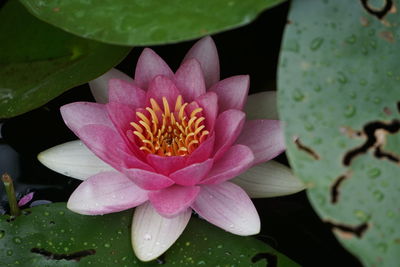 Close-up of pink water lily blooming outdoors