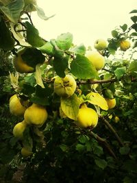 Close-up of fruits on tree