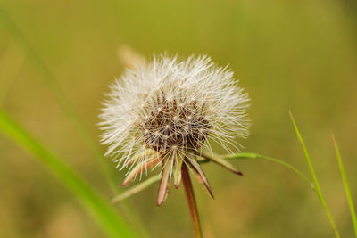 Close-up of dandelion flower