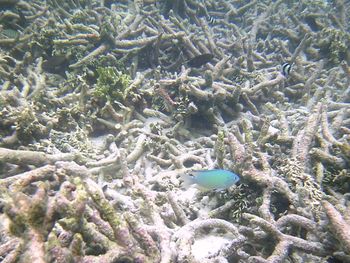 High angle view of crab in sea