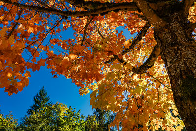 Low angle view of tree