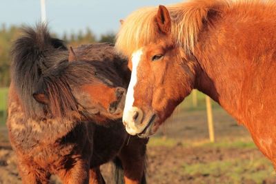 Close-up of horse on field