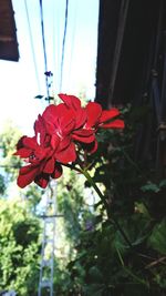 Close-up of red flowers blooming outdoors