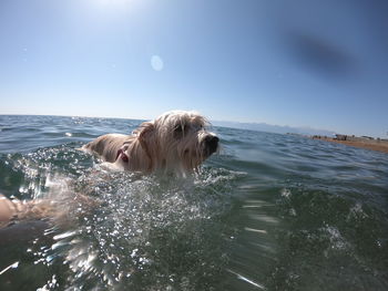 Dog in sea against sky