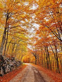 Dirt road amidst trees in forest during autumn