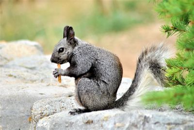 Side view of squirrel eating rock