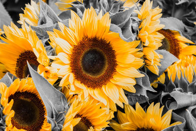 Close-up of sunflowers