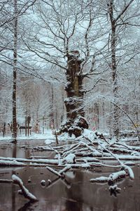 Bare trees in water during winter