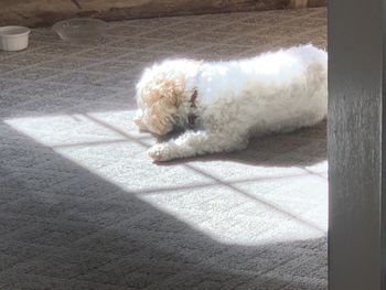 Dog lying down on floor