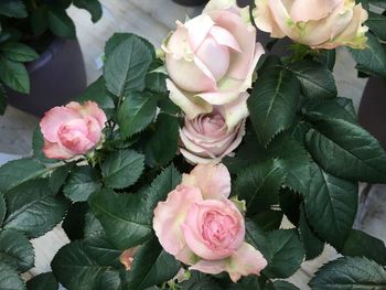 Close-up of pink roses blooming outdoors