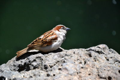 Close-up of bird perching on rock