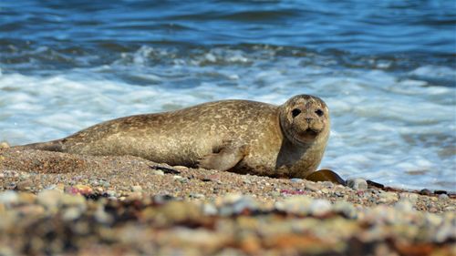 Squirrel on rock in sea