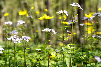 Close-up of flowering plants on field