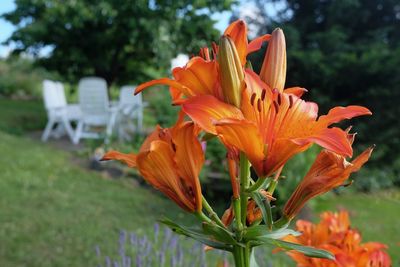 Close-up of orange day lily blooming in park