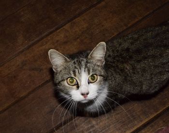 Close-up portrait of kitten sitting on wood