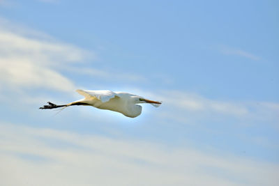 Low angle view of egret flying against blue sky