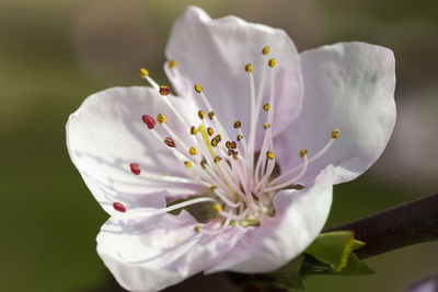 Close-up of white cherry blossom