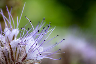 Close-up of purple flowering lacy phacelia blossom, phacelia tanacetifolia