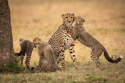 Cub hugs and nuzzles cheetah beside siblings