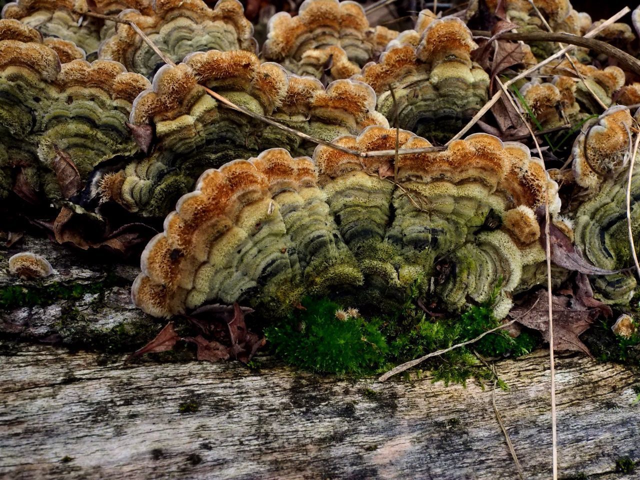 HIGH ANGLE VIEW OF MUSHROOMS GROWING ON ROCK