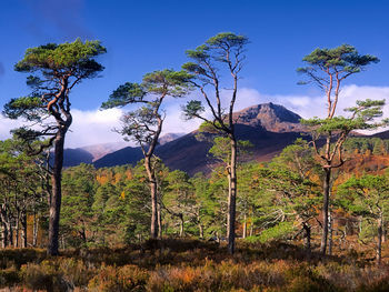 Low angle view of trees on mountain against blue sky