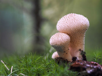 Close-up of mushroom growing on field