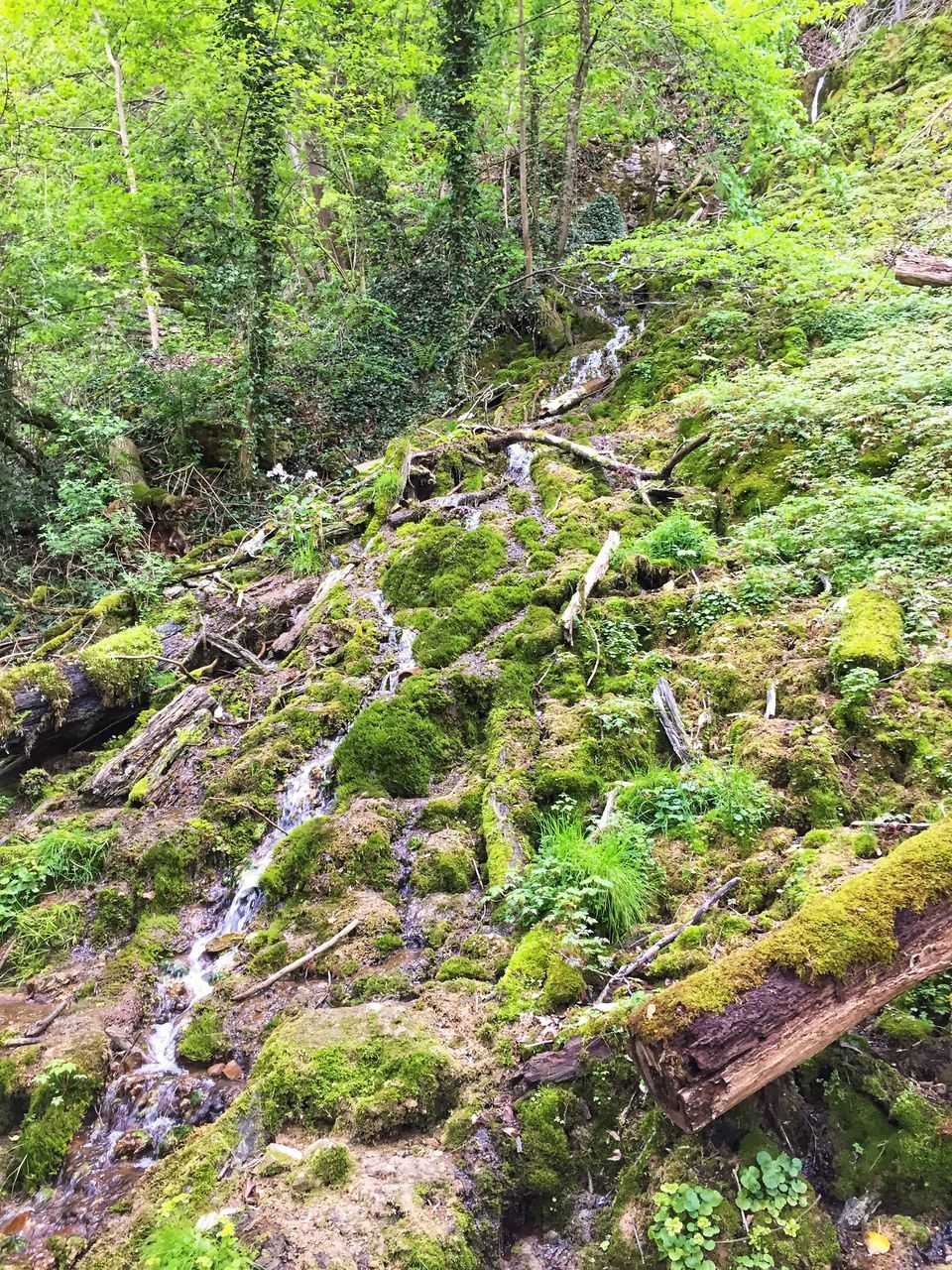 HIGH ANGLE VIEW OF MOSS GROWING ON ROCK