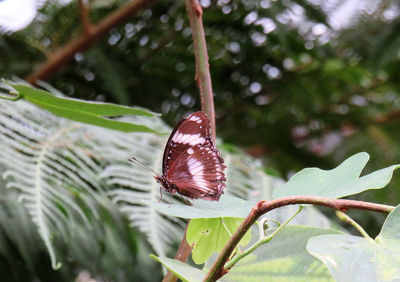 Close-up of butterfly on plant