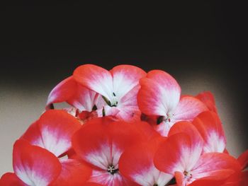 Close-up of red hibiscus blooming outdoors