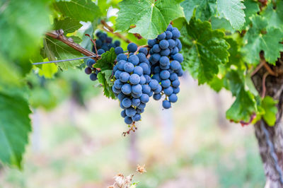 Close-up of grapes growing on plant