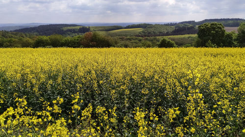 Scenic view of oilseed rape field against sky