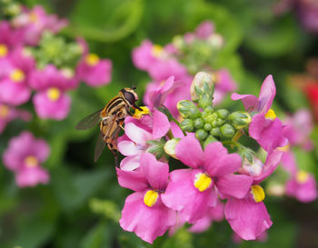 Honey bee pollinating on pink flower