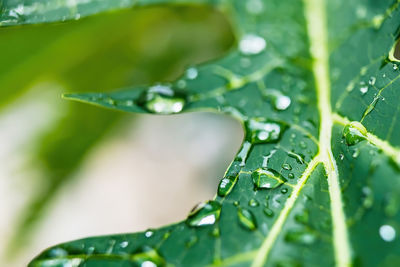 Close-up of raindrops on green leaves