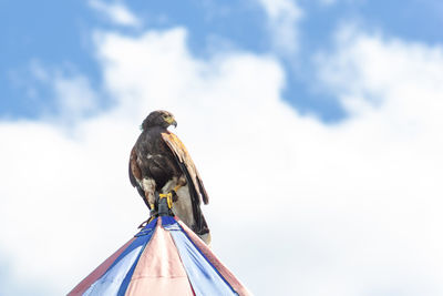 Low angle view of a bird