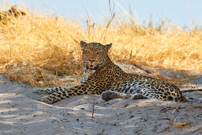 View of cat relaxing on land