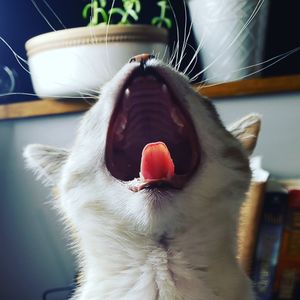 Close-up of cat yawning