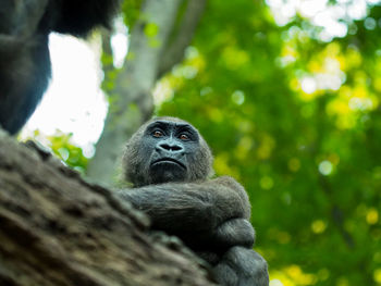Low angle view of monkey on tree