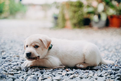 Close-up portrait of a dog resting