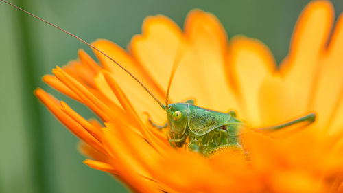 Close-up of insect on orange flower