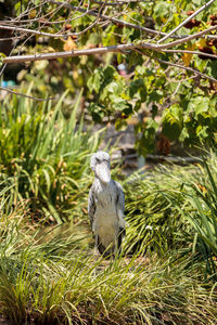 Close-up of bird perching on plant