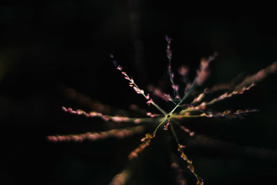 Close-up of plant against black background