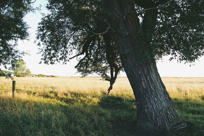 Tree on field against sky