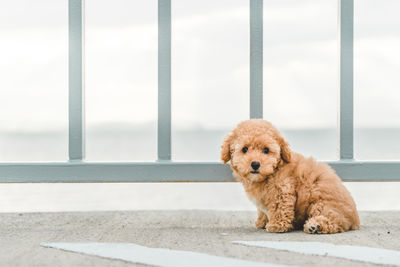 Portrait of dog sitting outdoors