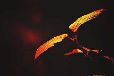 Close-up of autumn leaf at night