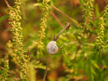 Close-up of plant